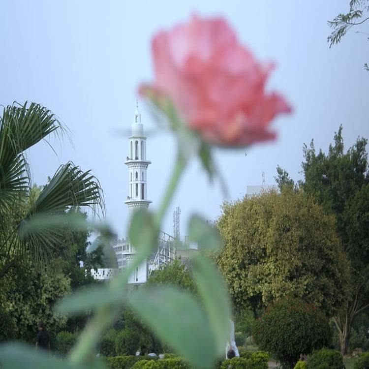 HD-wallpaper-rose-and-minaret-of-mosque-flowers-nature